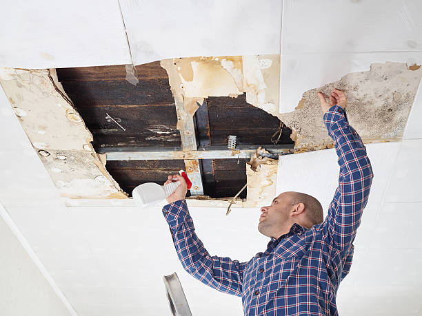 Why You Should Choose Our Mold Remediation Services in South Dos Palos, CA